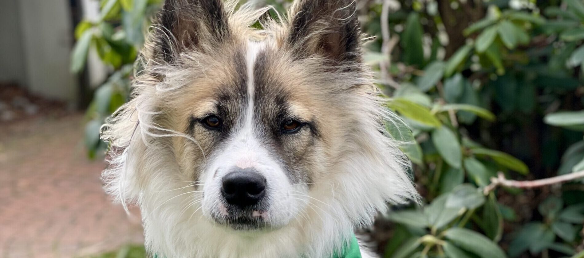 Unser Schulhund Nala